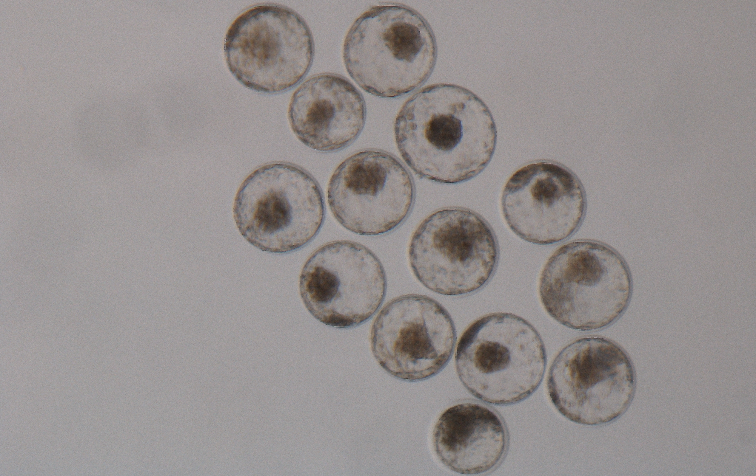 biase lab blastocysts