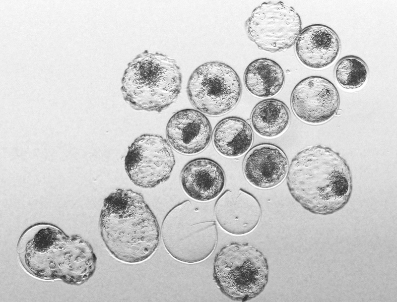 Mammalian blastocyst embryo development - early stage research