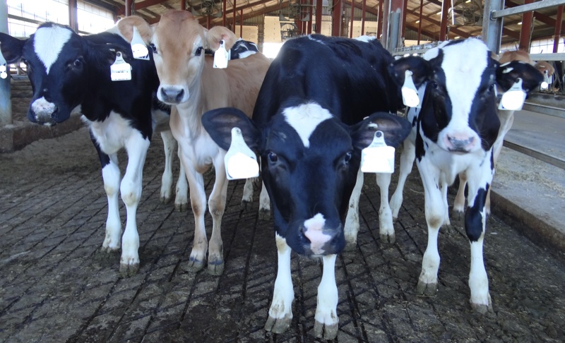 Cattle heifers in field - Biase Lab fertility research